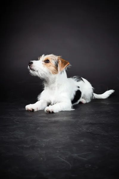 Jack russell puppy isolated on black background. Studio shot. — Stock Photo, Image