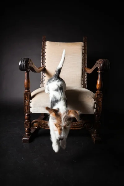 Jack russell puppy jumping out of chair isolated on black background. Studio shot. — Stock Photo, Image