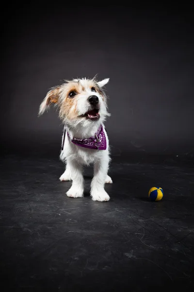 stock image Jack russell puppy with purple scarf isolated on black background. Studio shot.