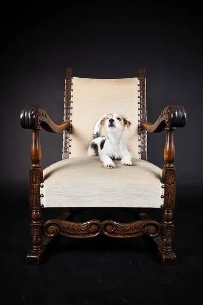 Jack Russell cachorro en silla grande aislado sobre fondo negro. Captura de estudio . — Foto de Stock