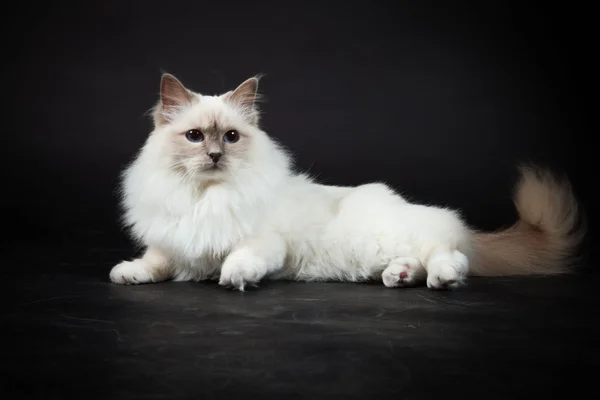 Birman kot na białym tle na czarnym tle. łapka. — Zdjęcie stockowe