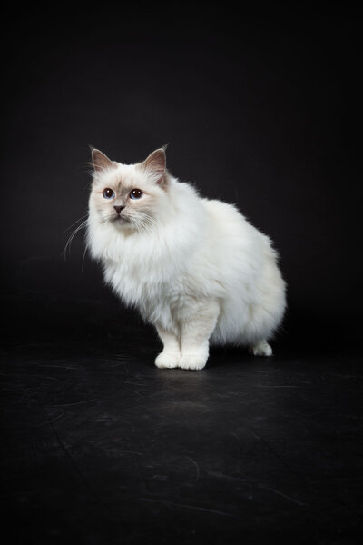 Birman cat isolated on black background. Studio shot.
