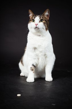 kedi beyaz kahverengi izole üzerinde siyah arka plan görüldü. Stüdyo vurdu.