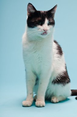 Açık mavi arka planda siyah lekeli beyaz kedi. Stüdyo çekimi.