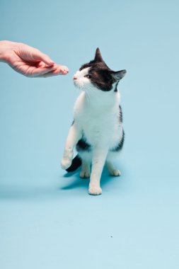 Açık mavi arka planda siyah lekeli beyaz kedi. Stüdyo çekimi.