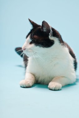 Açık mavi arka planda siyah lekeli beyaz kedi. Stüdyo çekimi.