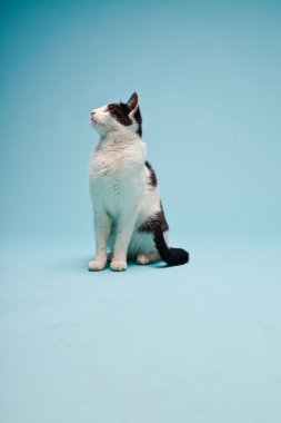 Açık mavi arka planda siyah lekeli beyaz kedi. Stüdyo çekimi.