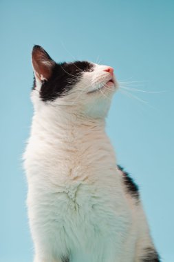 Açık mavi arka planda siyah lekeli beyaz kedi. Stüdyo çekimi.