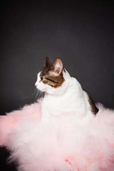 Λευκή γάτα καφέ στίγματα με ροζ boa απομονώνονται σε μαύρο φόντο. Studio που γυρίστηκε. — Φωτογραφία Αρχείου