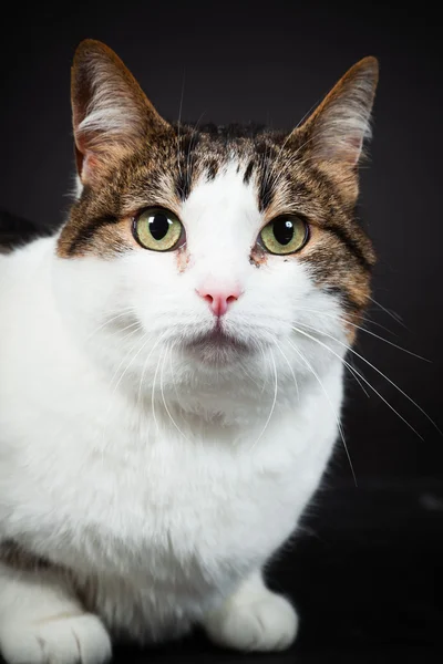 Cat white brown spotted isolated on black background. Studio shot. — Stock Photo, Image
