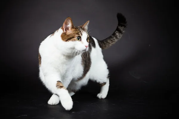 Kočka bílá hnědá spatřen izolované na černém pozadí. Studio záběr. — Stock fotografie