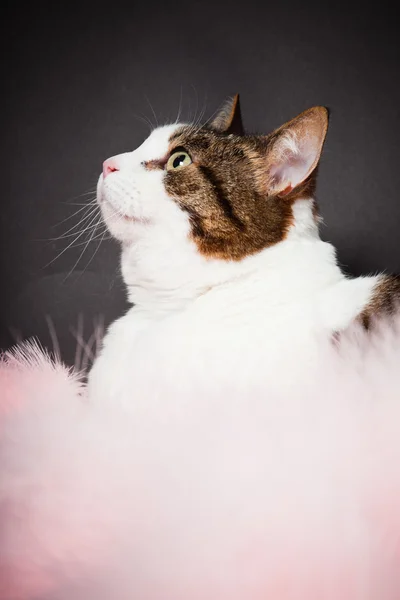 Cat white brown spotted with pink boa isolated on black background. Studio shot. — Stock Photo, Image