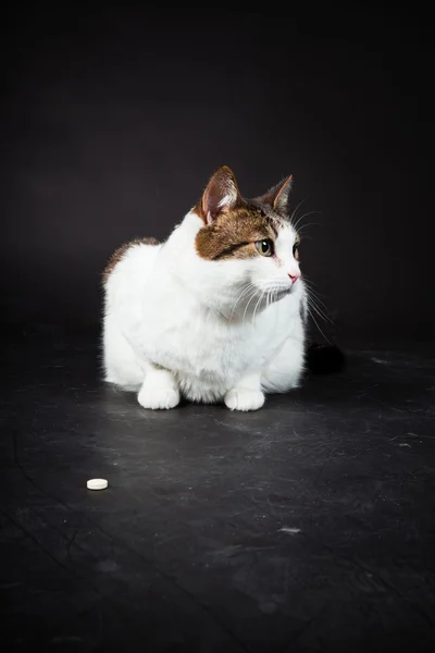 Cat white brown spotted isolated on black background. Studio shot. — Stock Photo, Image