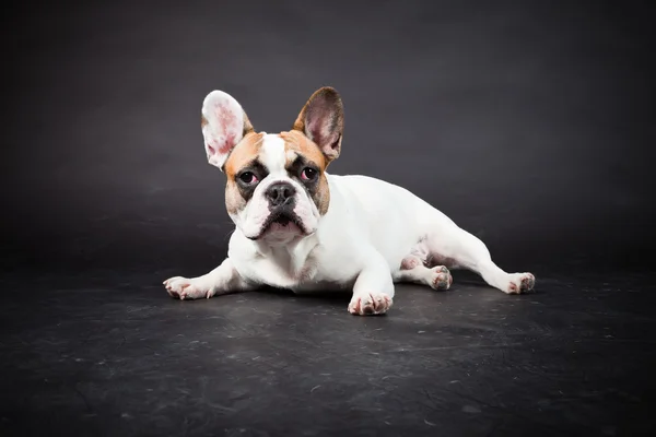 Bulldog bianco marrone francese isolato su sfondo nero. Studio girato . — Foto Stock