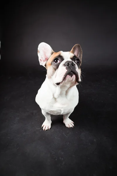 Brun vit fransk bulldog isolerad på svart bakgrund. Studio skott. — Stockfoto
