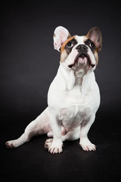 Ruskea valkoinen ranskalainen bulldog eristetty mustalla pohjalla. Studiokuva . — kuvapankkivalokuva