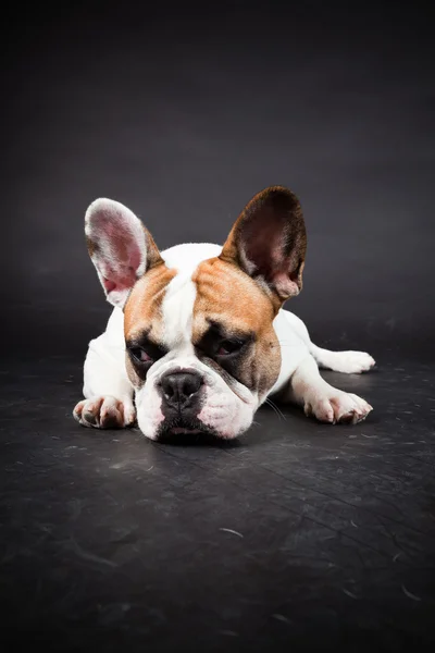 stock image Brown white french bulldog isolated on black background. Studio shot.