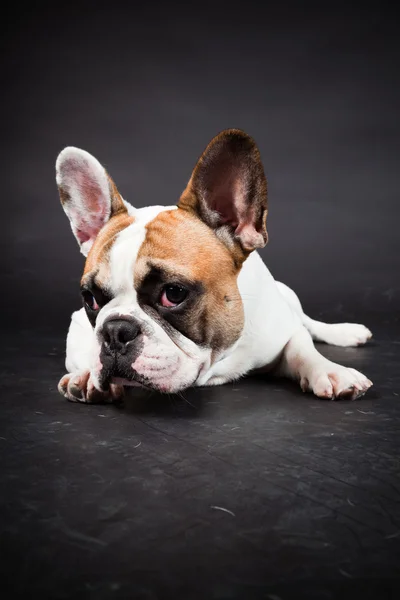 stock image Brown white french bulldog isolated on black background. Studio shot.