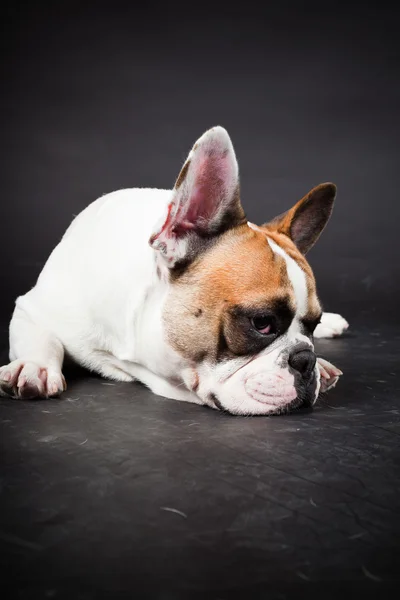 stock image Brown white french bulldog isolated on black background. Studio shot.