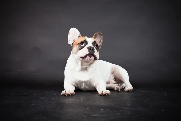 Brown white french bulldog isolated on black background. Studio shot. — Stock Photo, Image