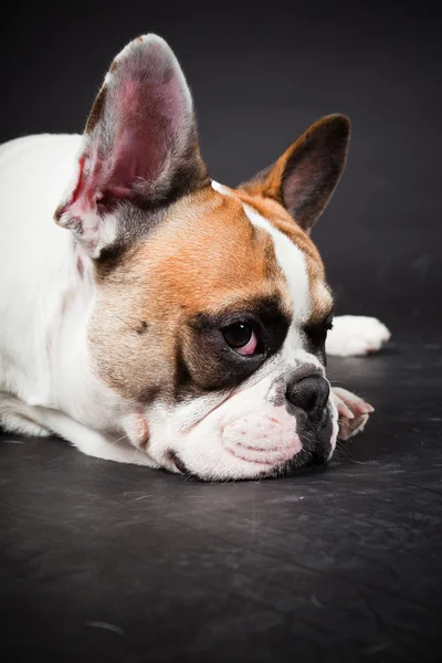 stock image Brown white french bulldog isolated on black background. Studio shot.