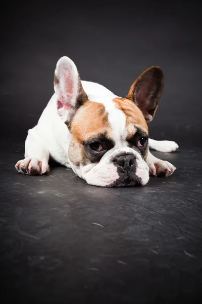 stock image Brown white french bulldog isolated on black background. Studio shot.