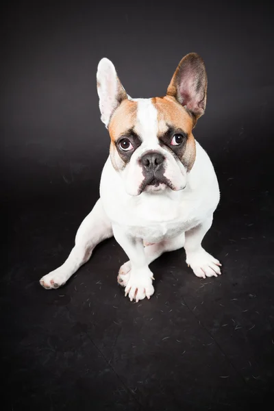 Bulldog bianco marrone francese isolato su sfondo nero. Studio girato . — Foto Stock