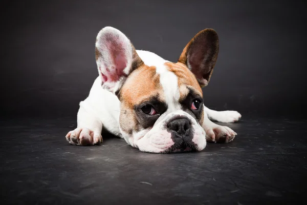 stock image Brown white french bulldog isolated on black background. Studio shot.