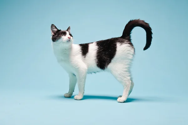 Witte kat met zwarte vlekken geïsoleerd op lichtblauwe achtergrond. Studioshoot. — Stockfoto