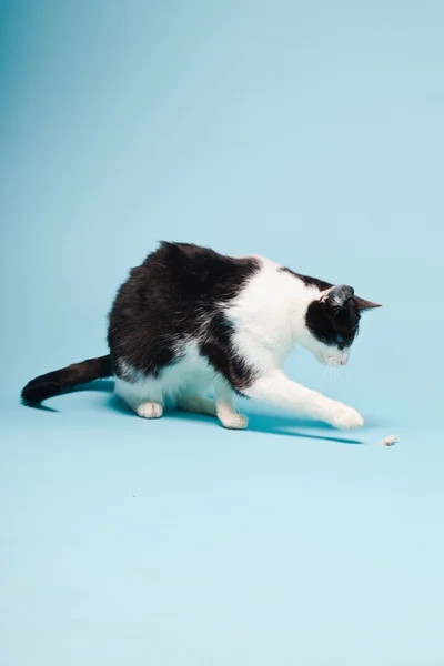 Λευκή γάτα με μαύρα στίγματα απομονωμένη σε γαλάζιο φόντο. Φωτογραφία στούντιο. — Φωτογραφία Αρχείου