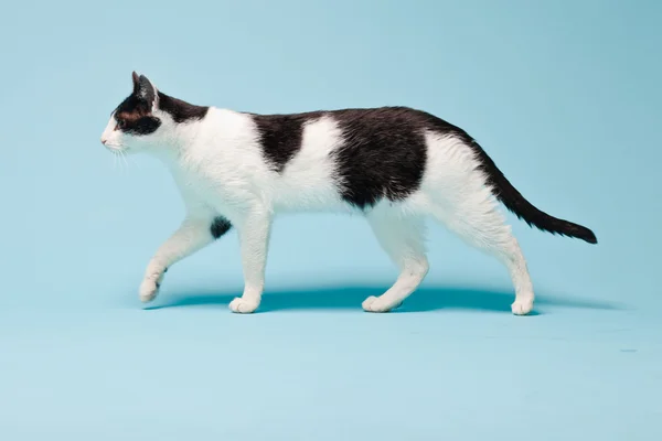 Bílá kočka s černými skvrnami izolované na světle modrém pozadí. Studio shot. — Stock fotografie