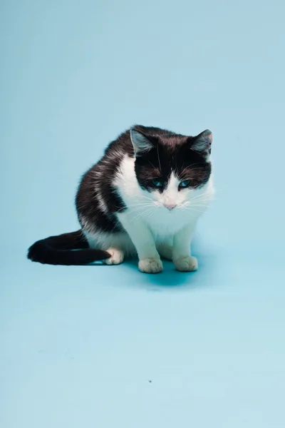 Gato blanco con manchas negras aisladas sobre fondo azul claro. Captura de estudio. — Foto de Stock
