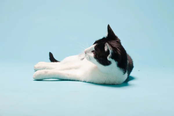 Λευκή γάτα με μαύρα στίγματα απομονωμένη σε γαλάζιο φόντο. Φωτογραφία στούντιο. — Φωτογραφία Αρχείου