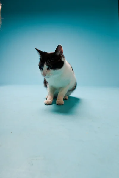 Gatto bianco con macchie nere isolate su sfondo azzurro. Studio girato. — Foto Stock