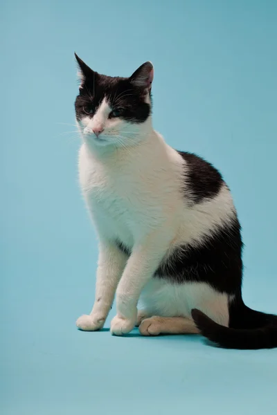 明るい青の背景に黒い斑点のある白い猫。スタジオショット. — ストック写真