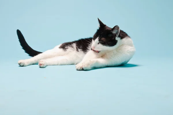 Білий кіт з чорними плямами ізольовані на світло-блакитному тлі. Студійний знімок . — стокове фото