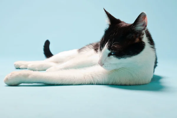 Vit katt med svarta fläckar isolerade på ljusblå bakgrund. Studioinspelning. — Stockfoto