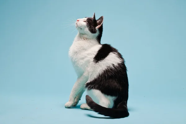 Vit katt med svarta fläckar isolerade på ljusblå bakgrund. Studioinspelning. — Stockfoto