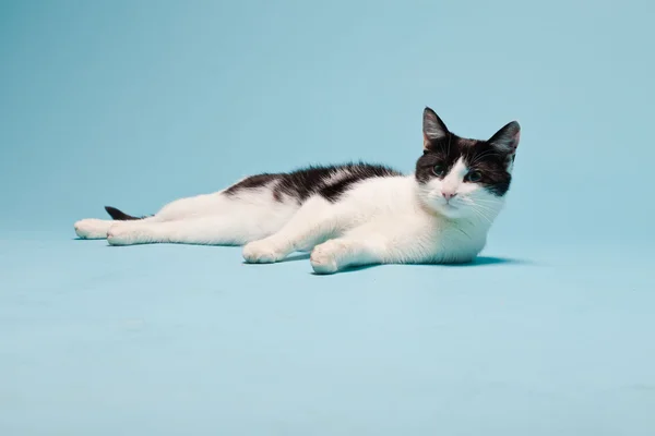 Biały kot z czarnymi plamami na jasnoniebieskim tle. Zdjęcia studyjne. — Zdjęcie stockowe
