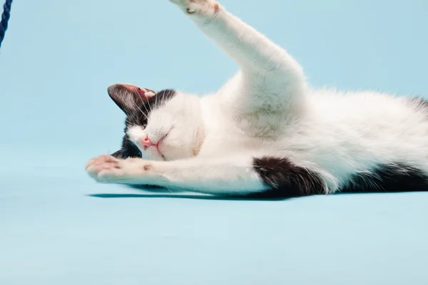 stock image White cat with black spots isolated on light blue background. Studio shot.