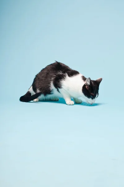 stock image White cat with black spots isolated on light blue background. Studio shot.