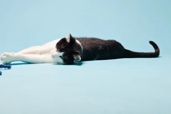 Белый кот с черными пятнами, изолированными на светло-голубом фоне. Снимок студии. — стоковое фото
