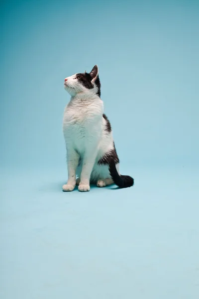 White cat with black spots isolated on light blue background. Studio shot. — Stock Photo, Image