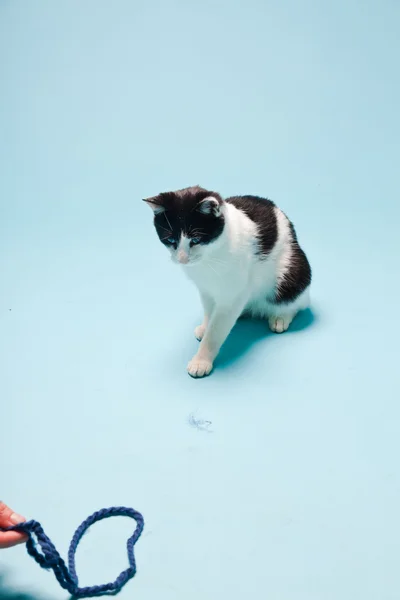 Белый кот с черными пятнами, изолированными на светло-голубом фоне. Снимок студии. — стоковое фото