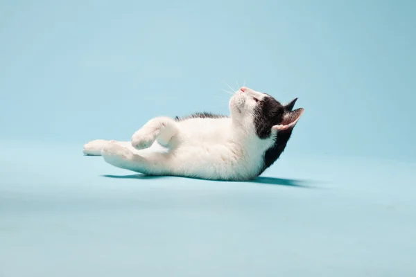 stock image White cat with black spots isolated on light blue background. Studio shot.