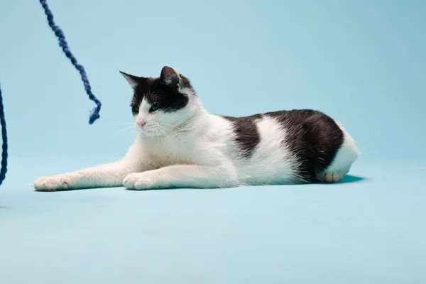 White cat with black spots isolated on light blue background. Studio shot. — Stock Photo, Image