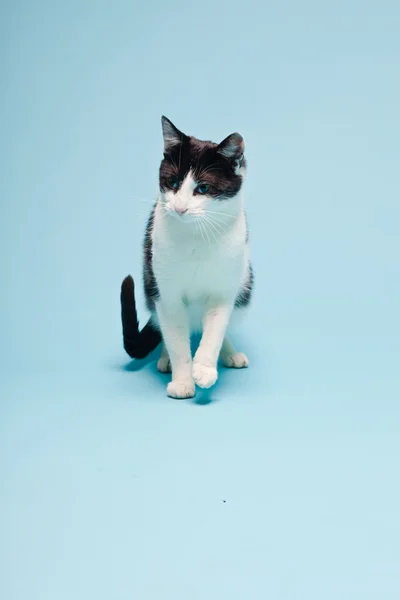 Gato blanco con manchas negras aisladas sobre fondo azul claro. Captura de estudio. — Foto de Stock