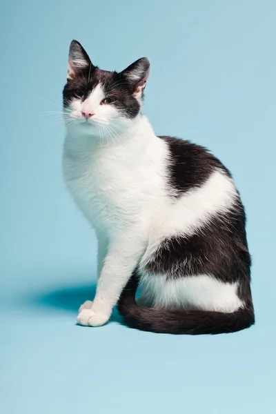 Biały kot z czarnymi plamami na jasnoniebieskim tle. Zdjęcia studyjne. — Zdjęcie stockowe