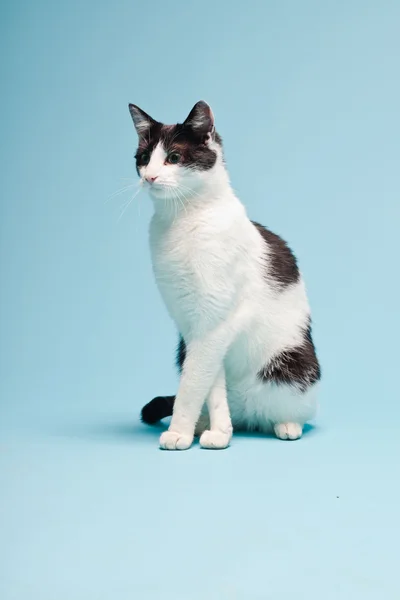 Weiße Katze mit schwarzen Flecken auf hellblauem Hintergrund. Studioaufnahme. — Stockfoto