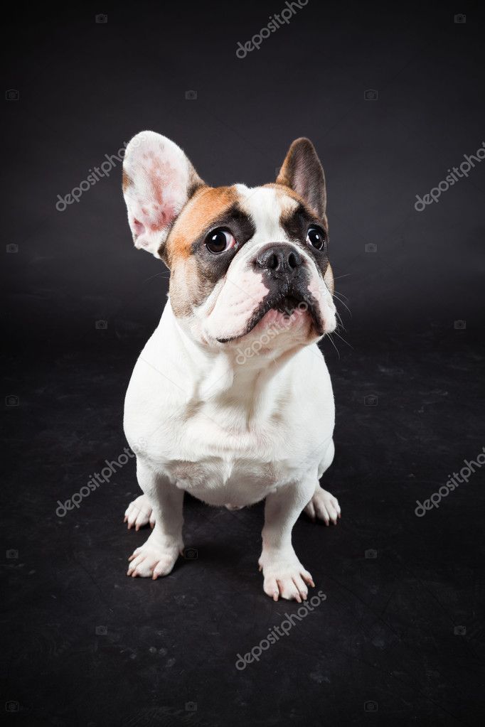 99+ French Bulldog Brown And White